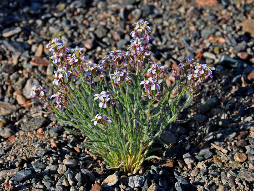 Изображение особи Dontostemon senilis.