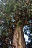 Eucalyptus viminalis. Часть ствола и кроны взрослого дерева. Абхазия, Гудаутский р-н, Новый Афон, в культуре. 18.07.2017.