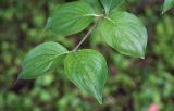 Cornus mas