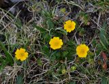 Potentilla gelida