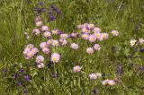 Erigeron × raddeanus. Цветущие растения. Кабардино-Балкария, восточный склон г. Чегет, субальпийский луг рядом с телевизионным отражателем. Июль 2009 г.