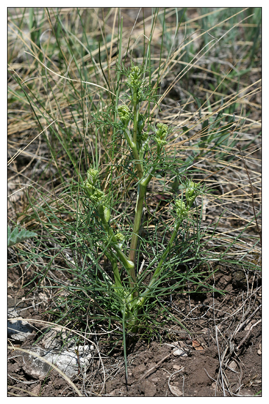 Image of Trinia multicaulis specimen.