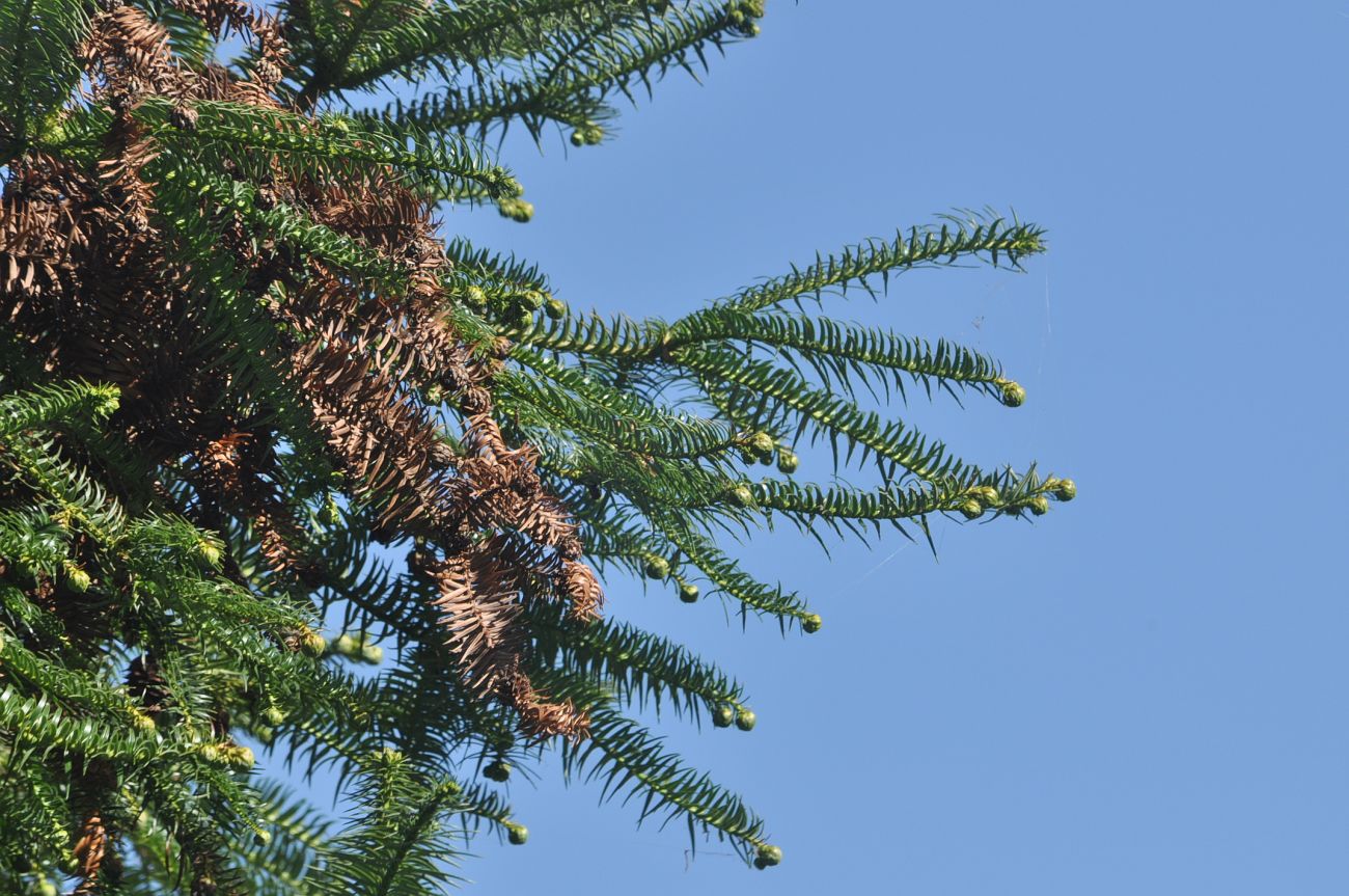 Image of Cunninghamia lanceolata specimen.