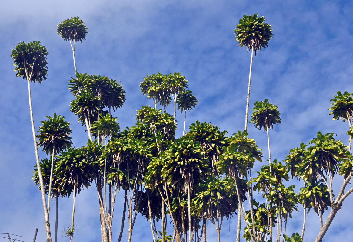 Image of Dracaena fragrans specimen.