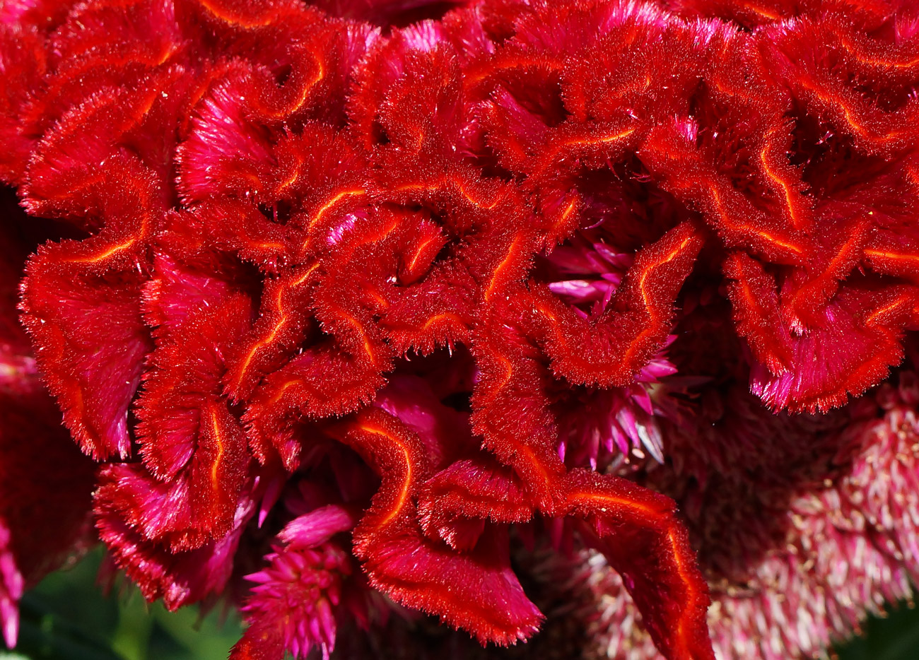 Изображение особи Celosia cristata.