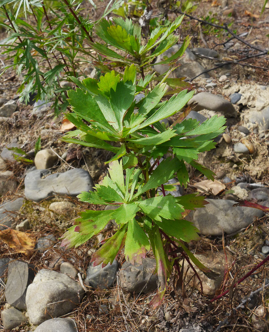 Image of Artemisia desertorum specimen.