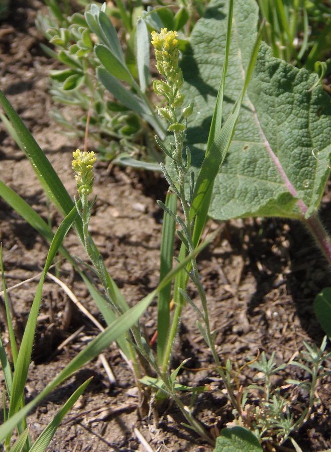 Image of genus Alyssum specimen.