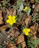 Potentilla arenosa. Верхушка побега с цветками и бутонами. Якутия, Мирнинский р-н, окр. пос. Светлый, левый берег р. Вилюй около топознаков. 02.06.2009.