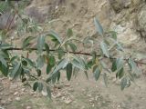 Elaeagnus caspica
