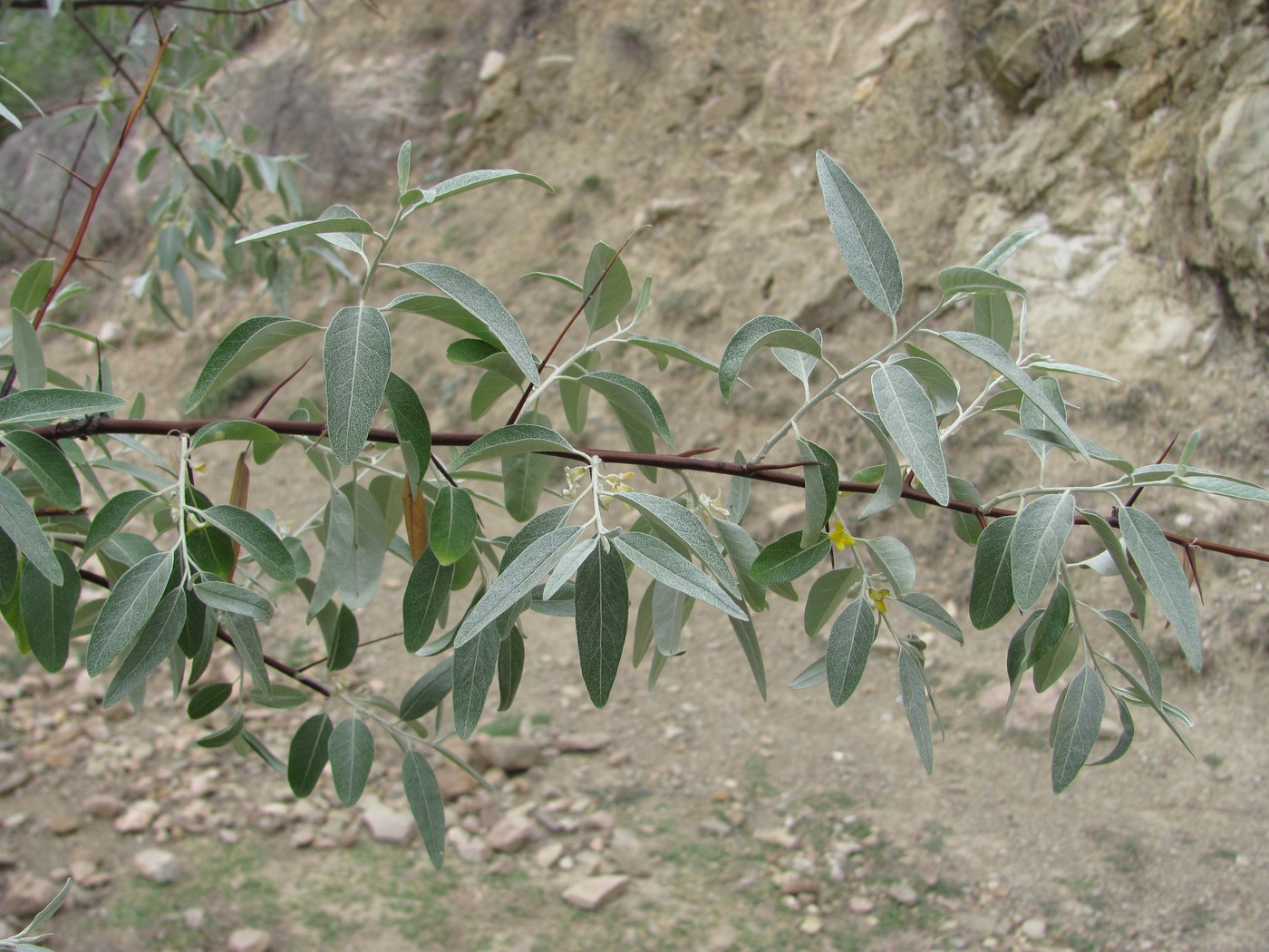 Изображение особи Elaeagnus caspica.