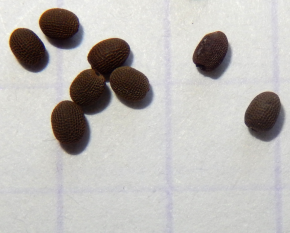 Image of Geranium dissectum specimen.
