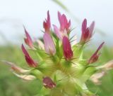 Trifolium spumosum