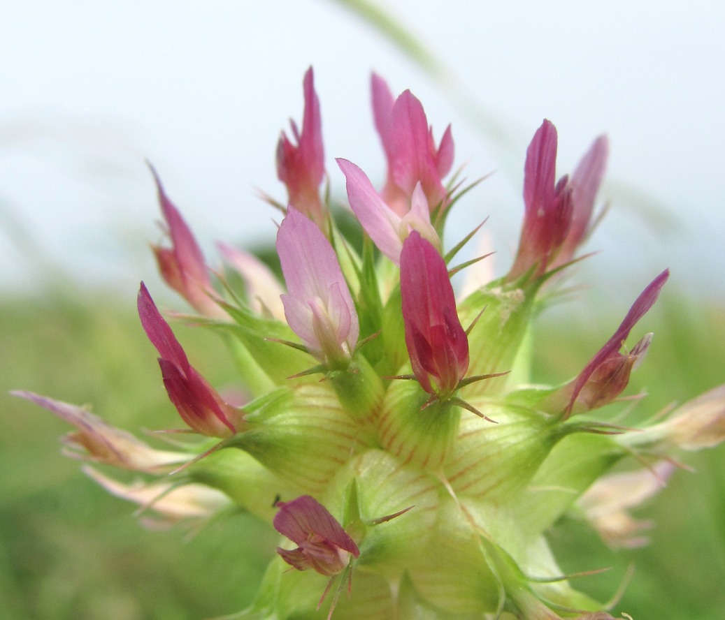 Image of Trifolium spumosum specimen.
