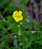 Helianthemum nummularium. Верхушка побега с цветком и бутонами. Тульская обл., Ефремовский р-н, долина р. Красивая Меча, каменистый участок степного склона. 03.06.2018.