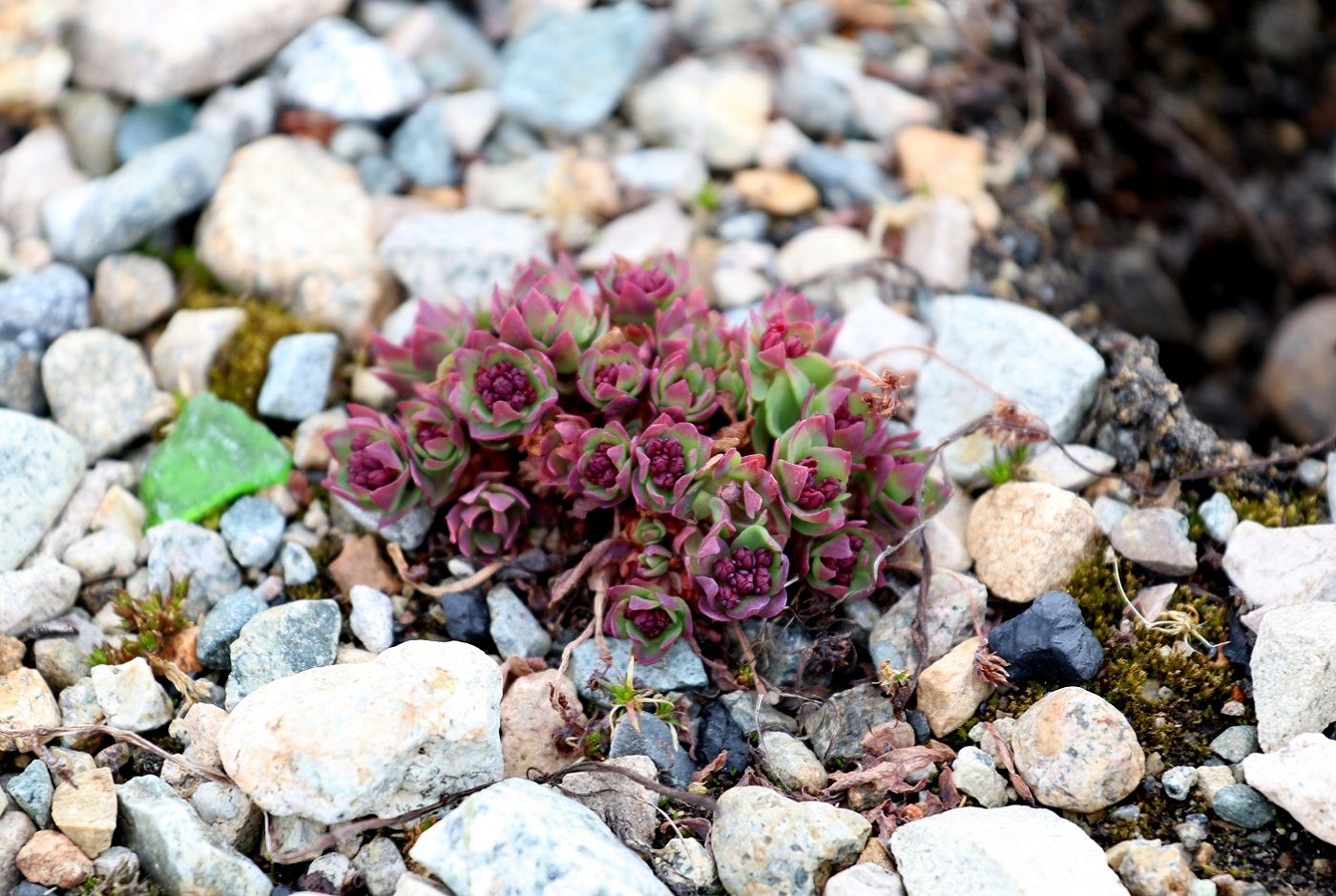 Изображение особи Rhodiola integrifolia.