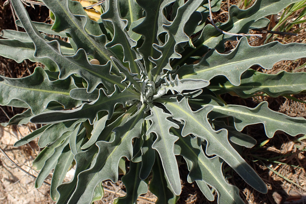 Image of Matthiola incana specimen.