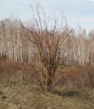 Crataegus chlorocarpa