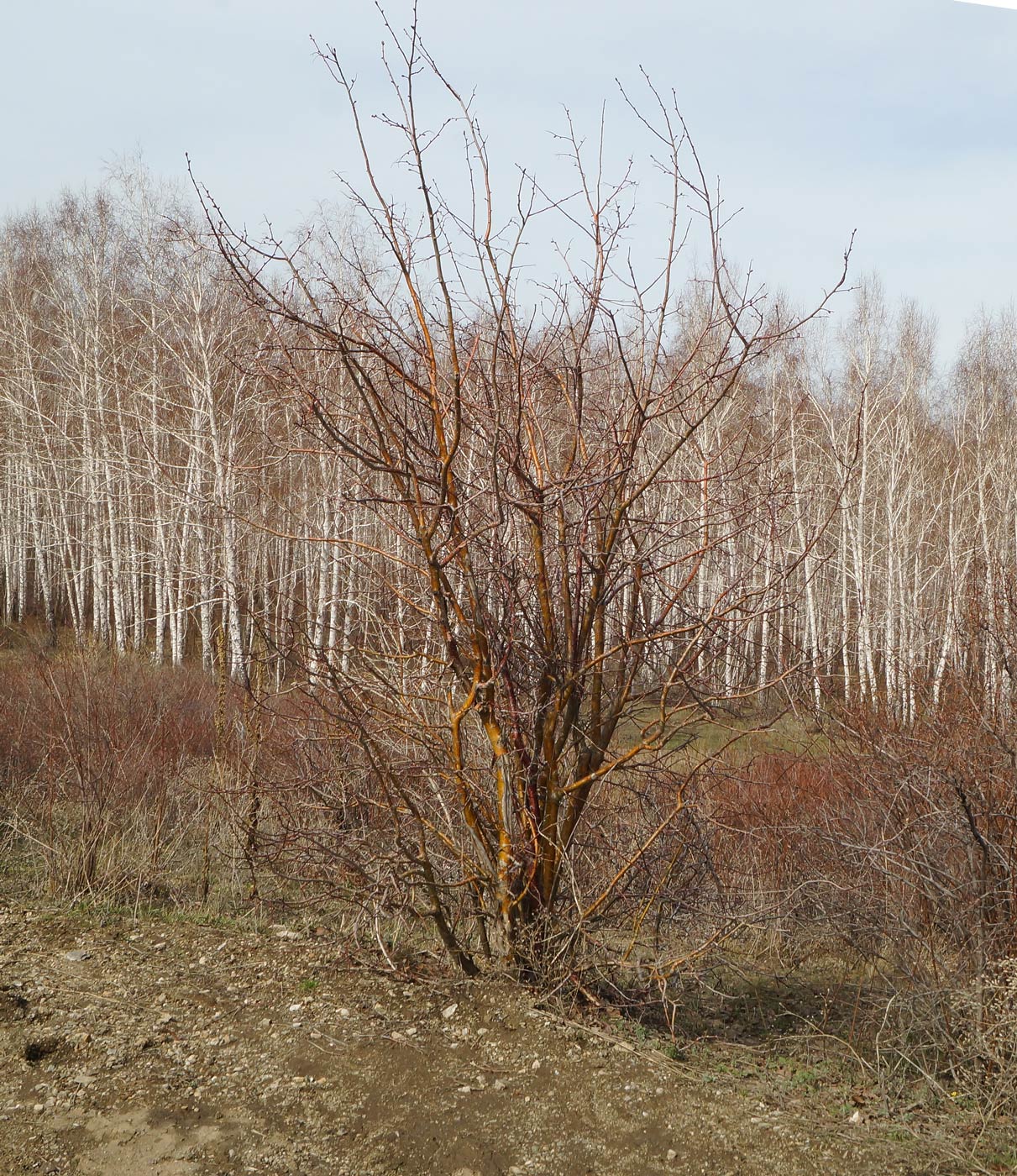 Image of Crataegus chlorocarpa specimen.