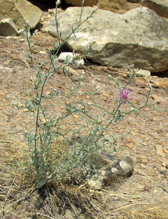 Изображение особи Centaurea caspia.