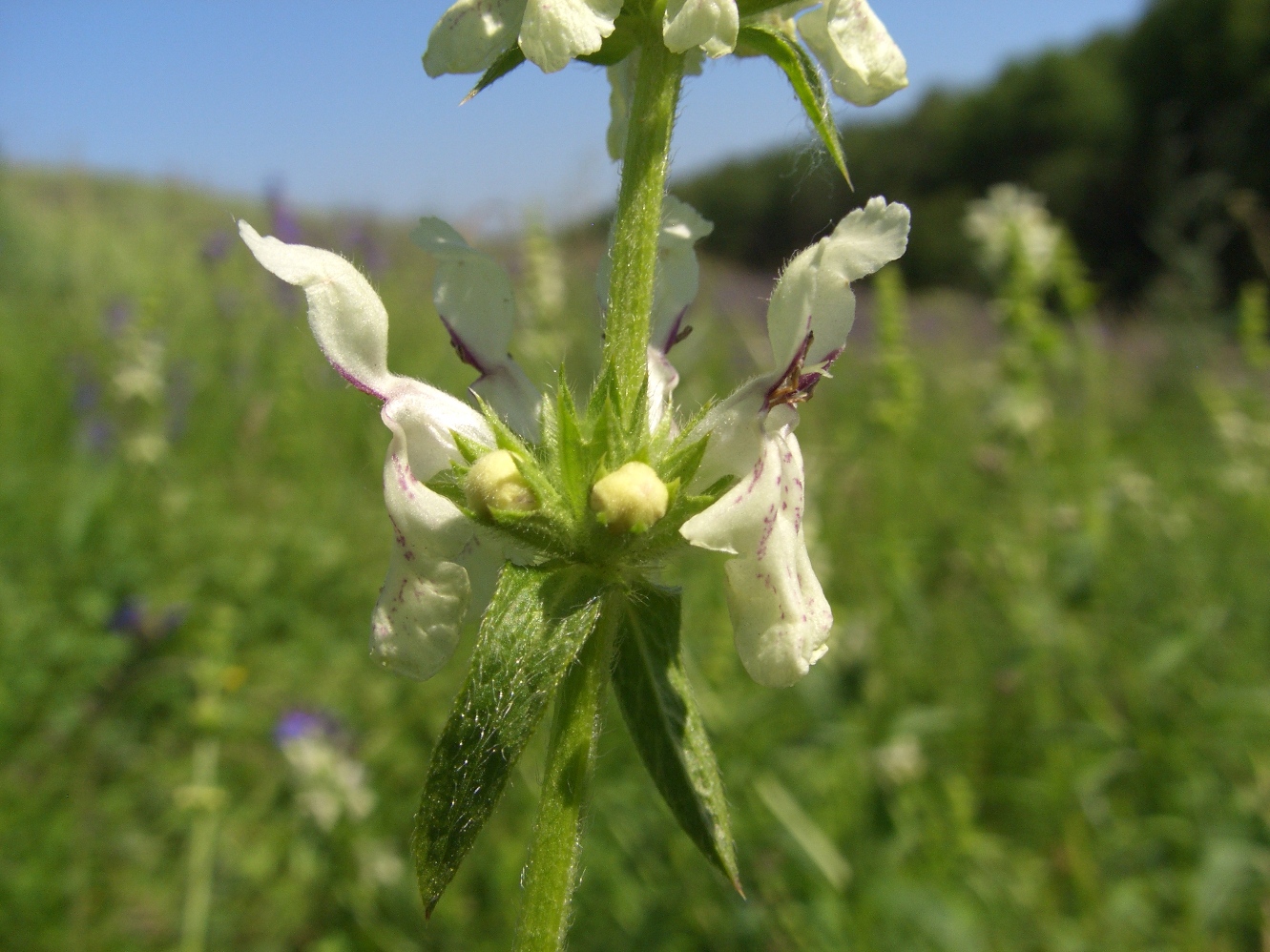 Изображение особи Stachys recta.