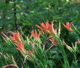 Hemerocallis × hybrida. Цветки и бутоны на верхушках побегов растения. Московская обл., Раменский р-н, окр. дер. Хрипань, садовый участок. 29.07.2018.