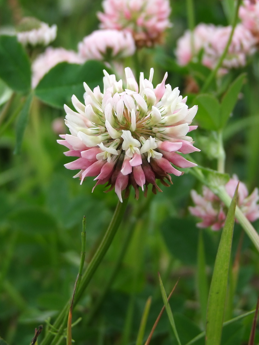 Изображение особи Trifolium hybridum.