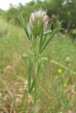 Trifolium angustifolium