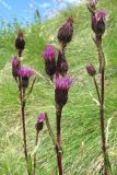 Cirsium simplex. Верхушка веточки с соцветиями. Кабардино-Балкария, Эльбрусский р-н, долина р. Ирикчат, ок. 3000 м н.у.м., склон горы. 06.08.2018.