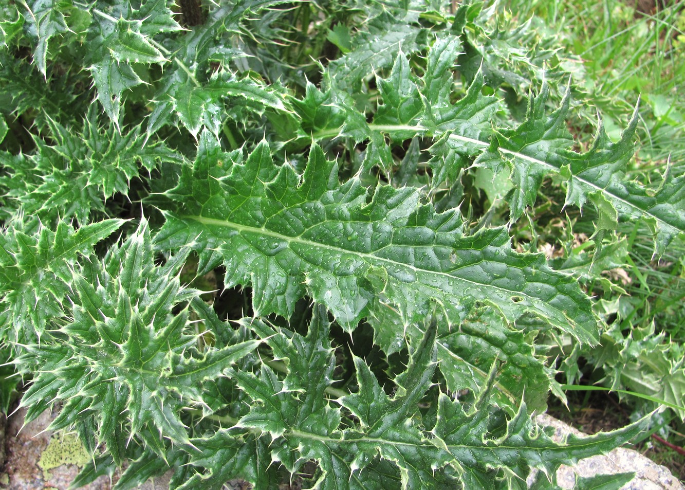Image of Cirsium obvallatum specimen.
