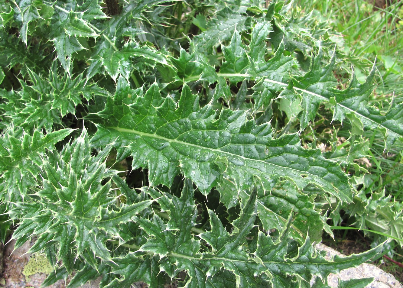 Изображение особи Cirsium obvallatum.