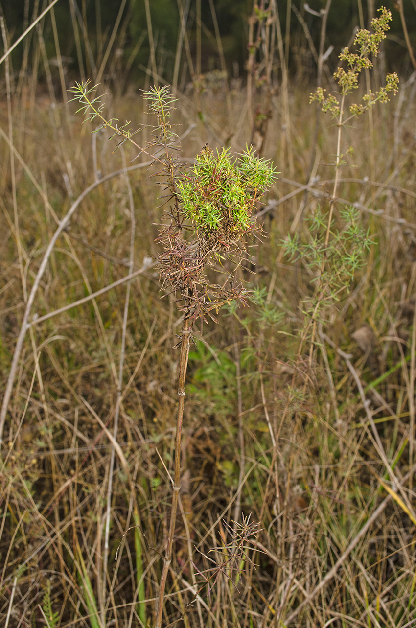 Изображение особи Galium verum.