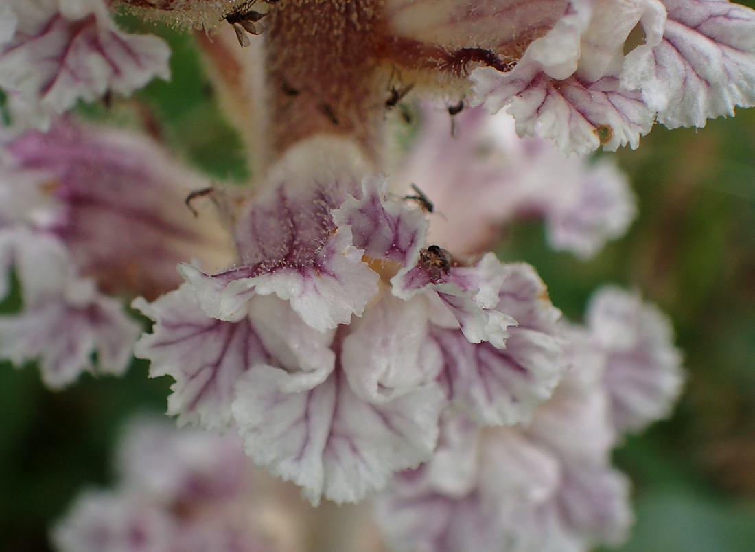 Изображение особи Orobanche crenata.