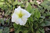 Petunia &times; hybrida