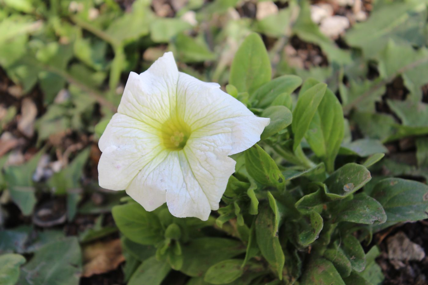 Image of Petunia × atkinsiana specimen.