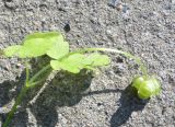 Adoxa moschatellina