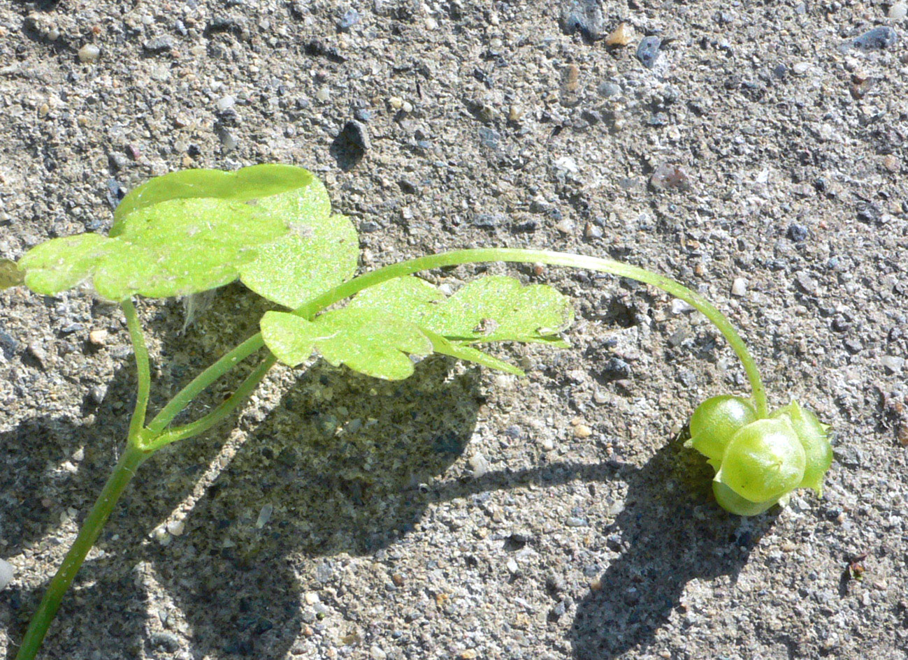 Image of Adoxa moschatellina specimen.