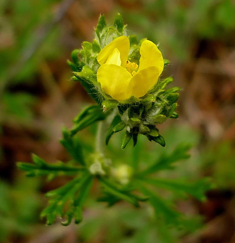 Image of Potentilla argentea specimen.