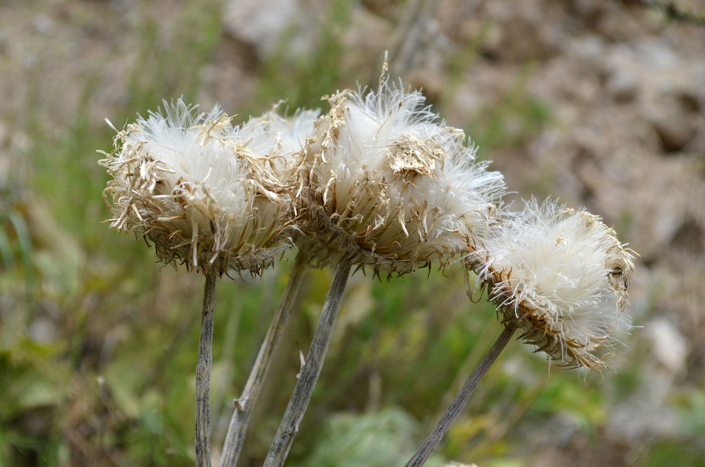 Image of Saussurea asbukinii specimen.