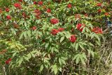 Sambucus racemosa