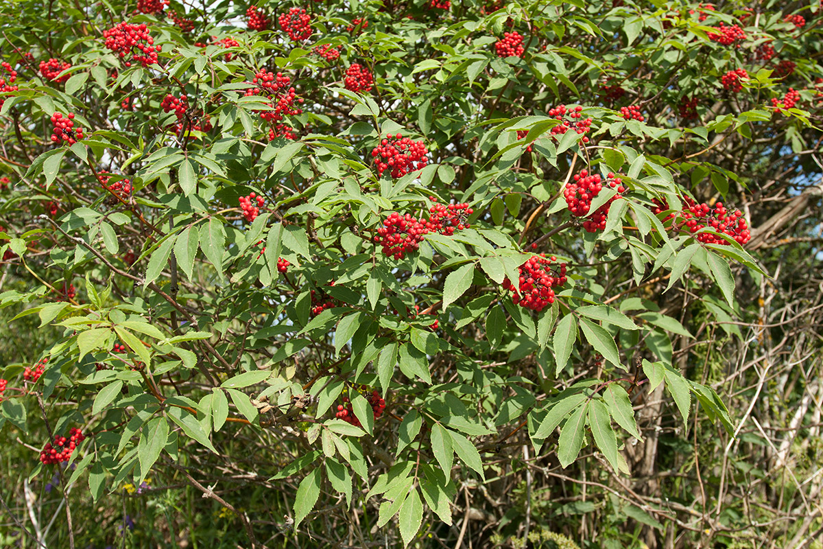 Image of Sambucus racemosa specimen.