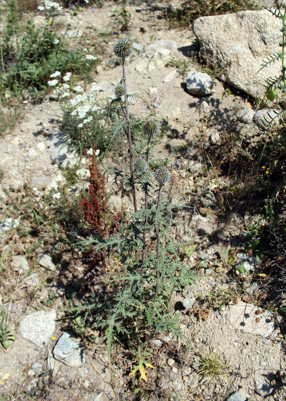 Image of Echinops sphaerocephalus specimen.