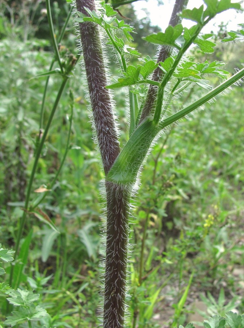 Image of Laserpitium hispidum specimen.