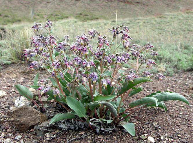 Image of Rindera tetraspis specimen.
