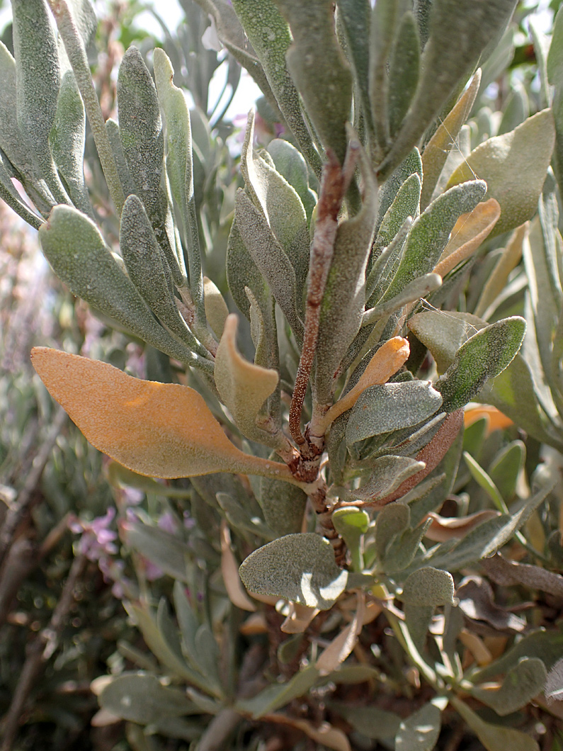 Изображение особи Limoniastrum monopetalum.