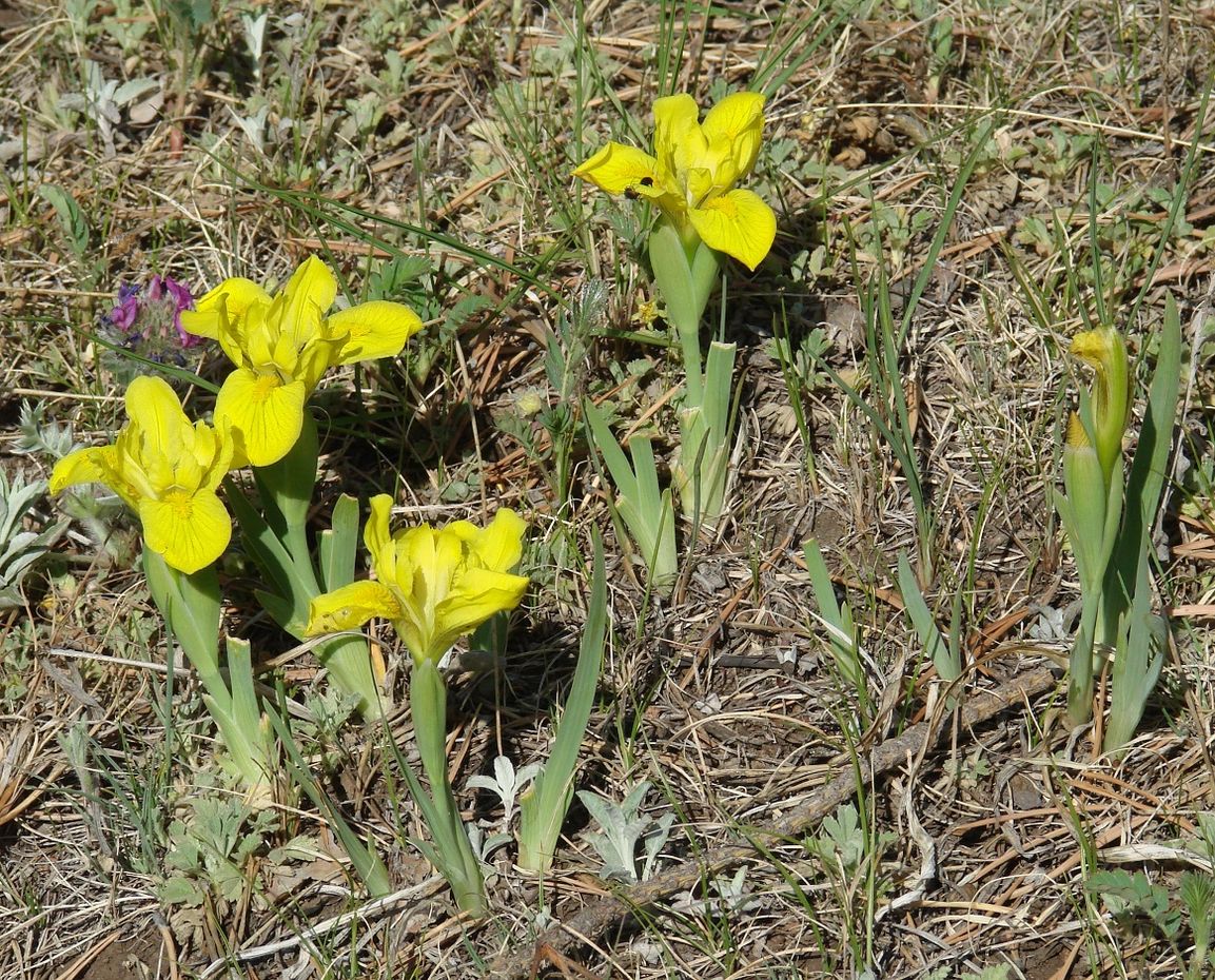 Изображение особи Iris humilis.