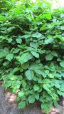 Toxicodendron radicans