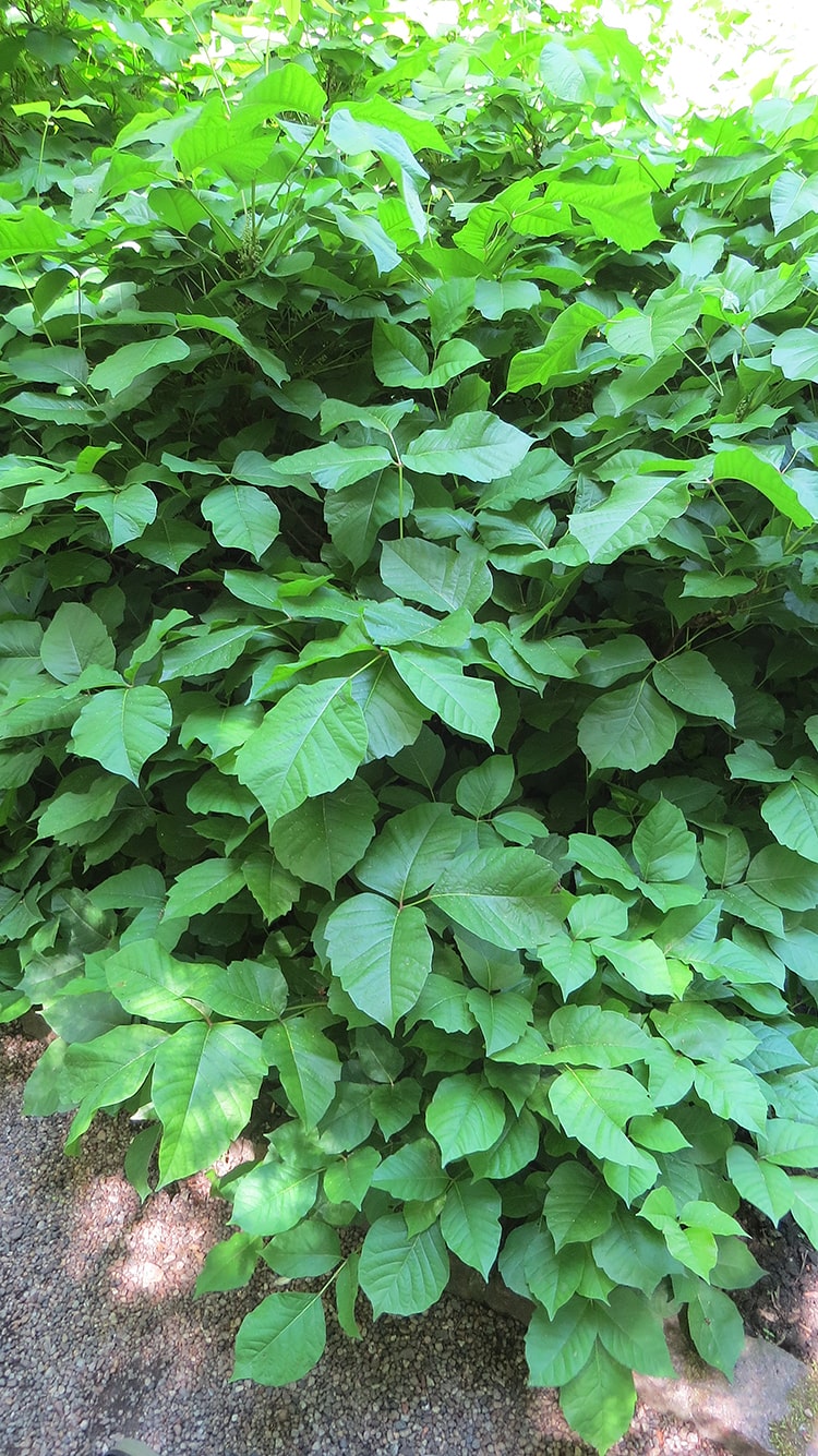 Изображение особи Toxicodendron radicans.