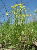 Ranunculus oxyspermus. Цветущее и плодоносящее растение. Казахстан, г. Тараз, долина р. Карасу, сухая степь на лёссовых отложениях на склоне зап. экспозиции. 3 мая 2017 г.