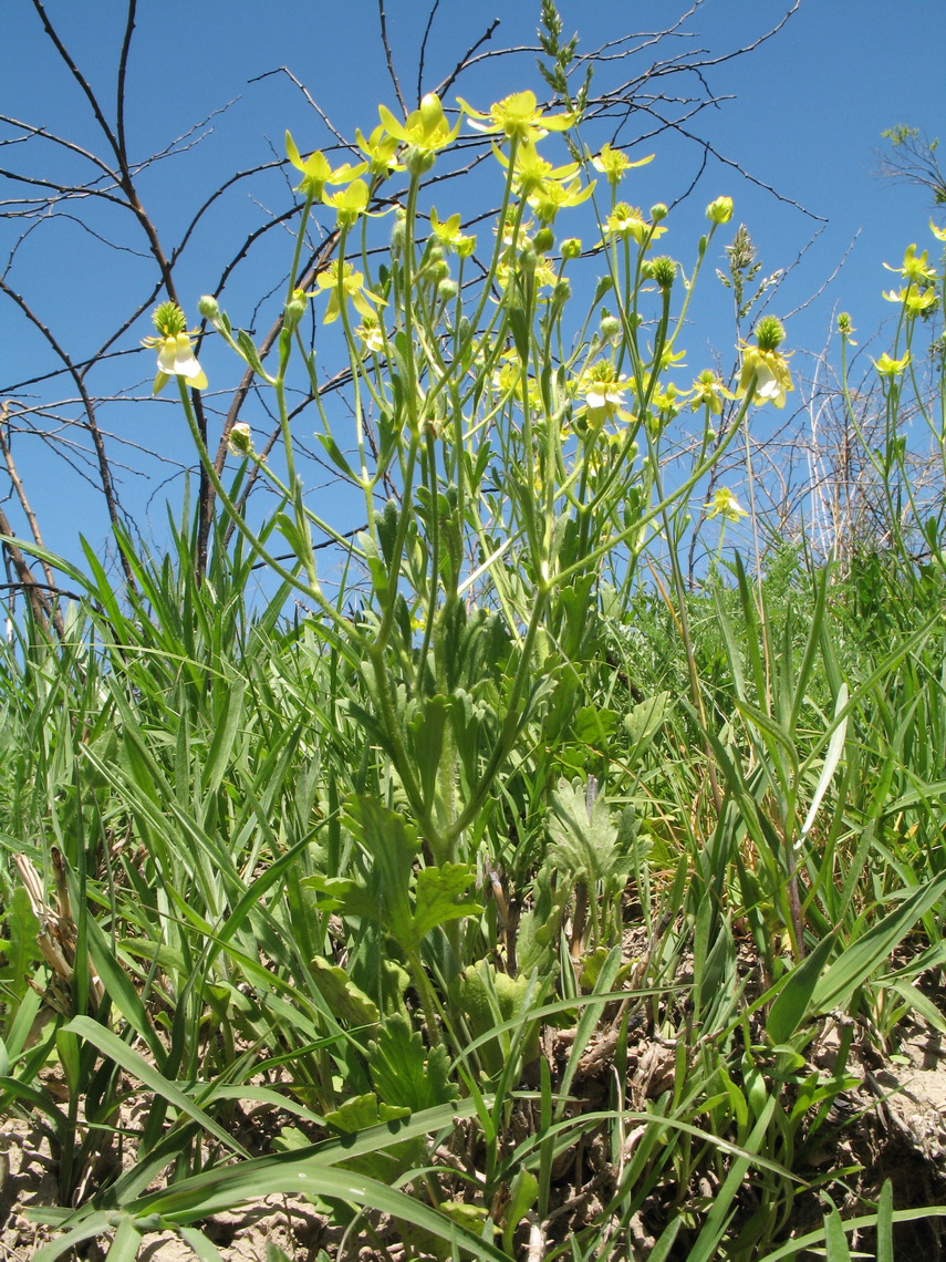 Image of Ranunculus oxyspermus specimen.