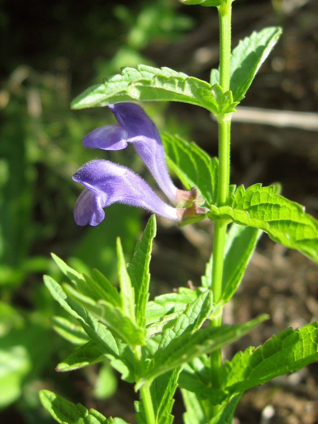 Image of Scutellaria galericulata specimen.